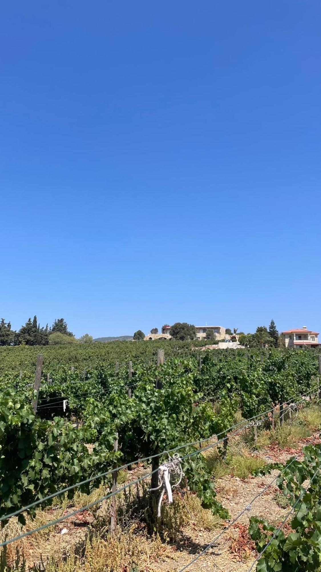 Datca Vineyard Guesthouse Екстер'єр фото