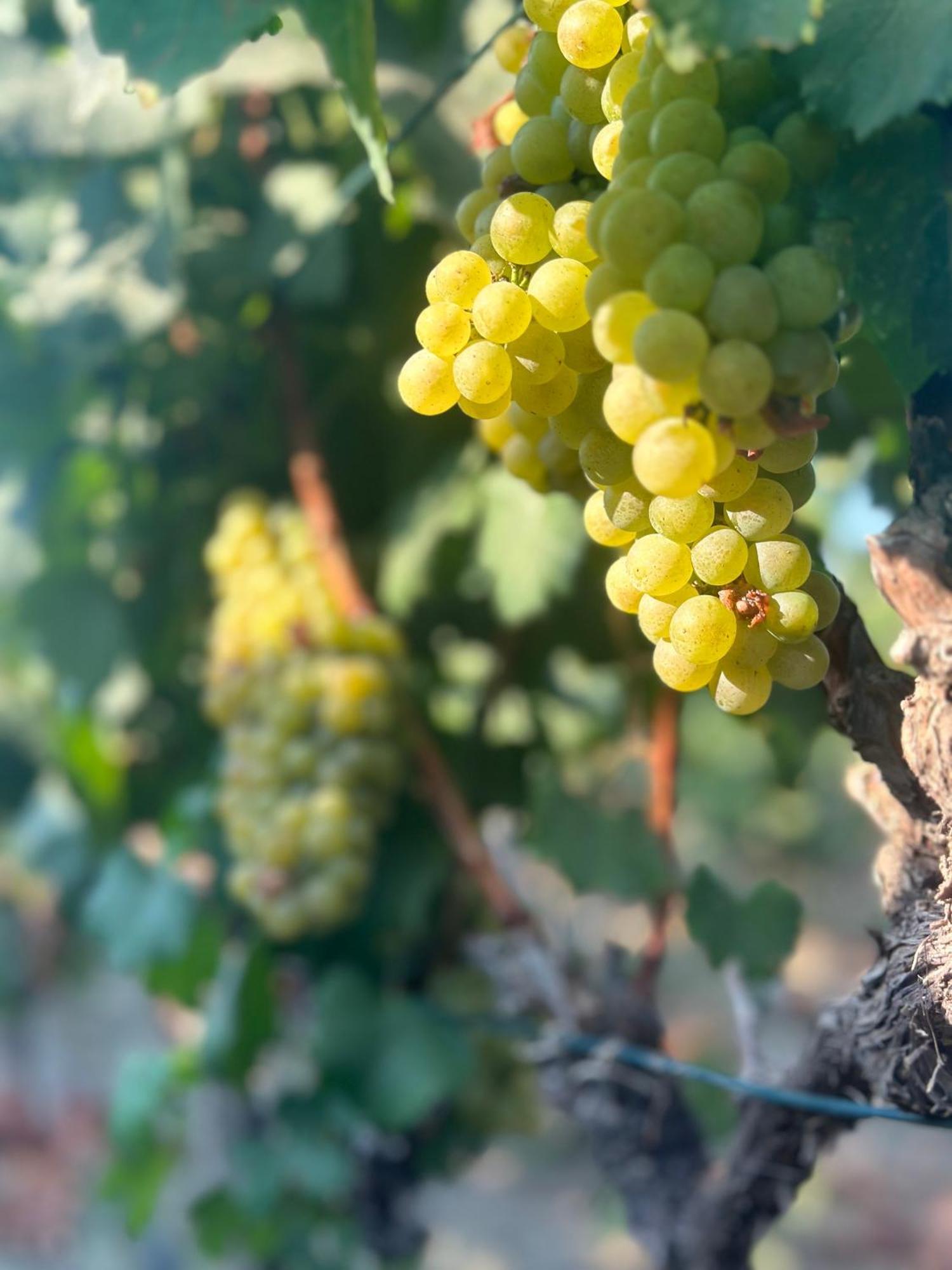 Datca Vineyard Guesthouse Екстер'єр фото