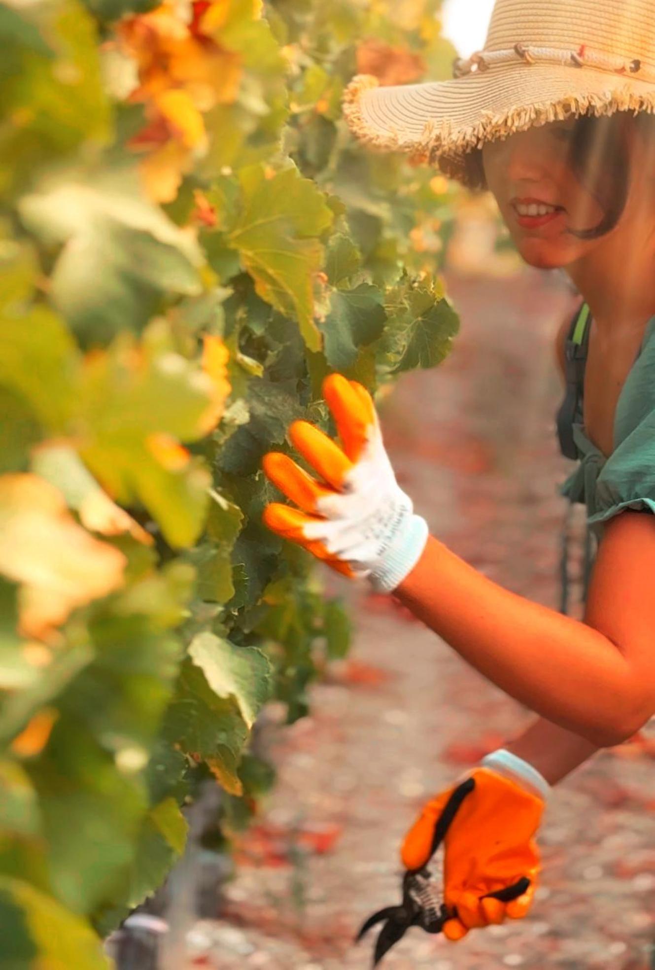 Datca Vineyard Guesthouse Екстер'єр фото