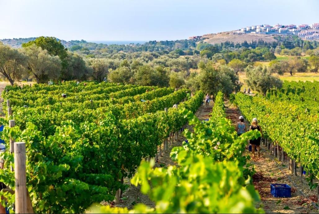 Datca Vineyard Guesthouse Екстер'єр фото